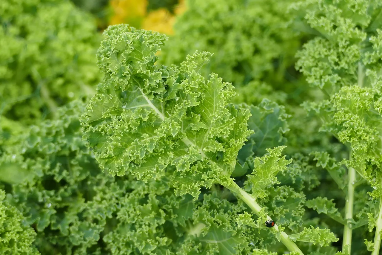 Potato, Kale, and Gruyere Tart - Tastemaker Blog