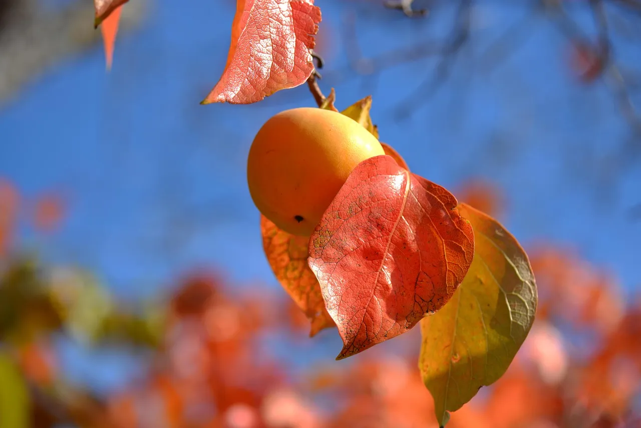 Persimmon Tart with Tender Cornmeal Crust - Tastemaker Blog