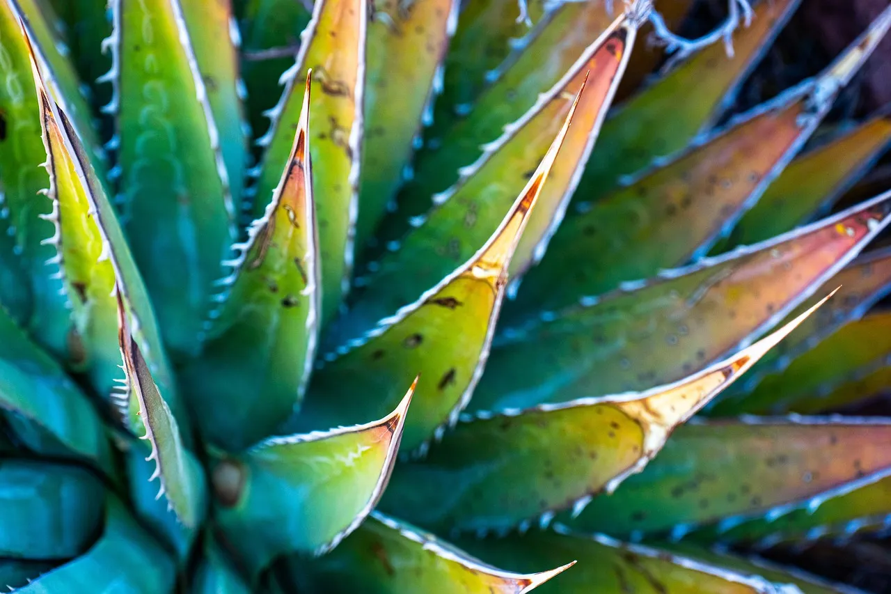 DIY Succulent Centerpiece - Tastemaker Blog