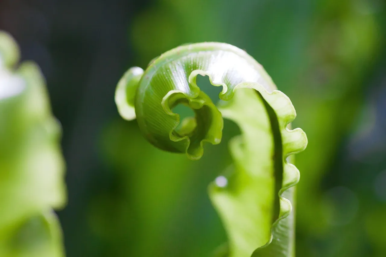 Pressed Fern DIY - Tastemaker Blog