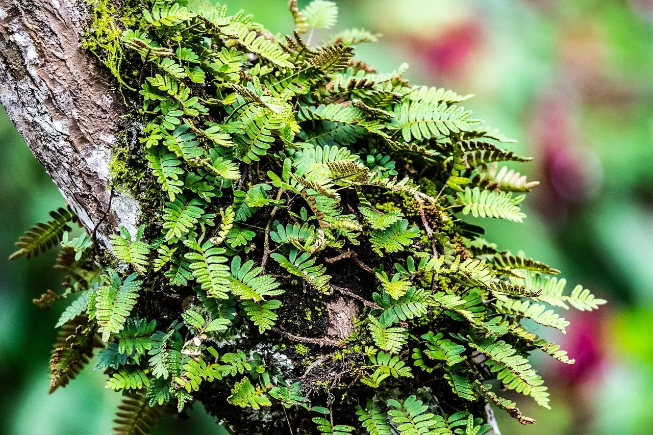 Pressed Fern DIY - Tastemaker Blog