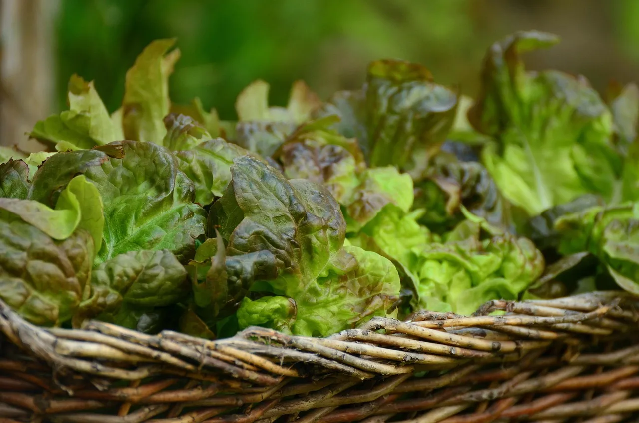 Mediterranean Chicken Lettuce Wraps - Tastemaker Blog