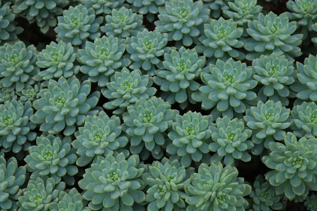 DIY Succulent Centerpiece - Tastemaker Blog