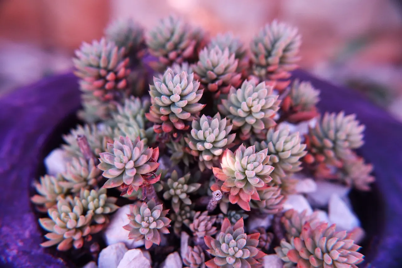 DIY Succulent Centerpiece - Tastemaker Blog