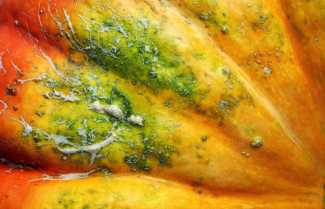 Cheesy Squash Gratin - Tastemaker Blog