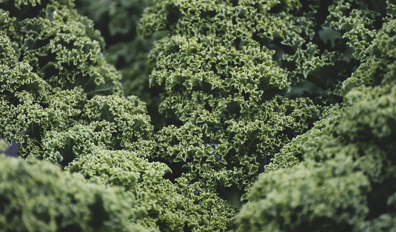 Raw and Roasted Kale Salad - Tastemaker Blog