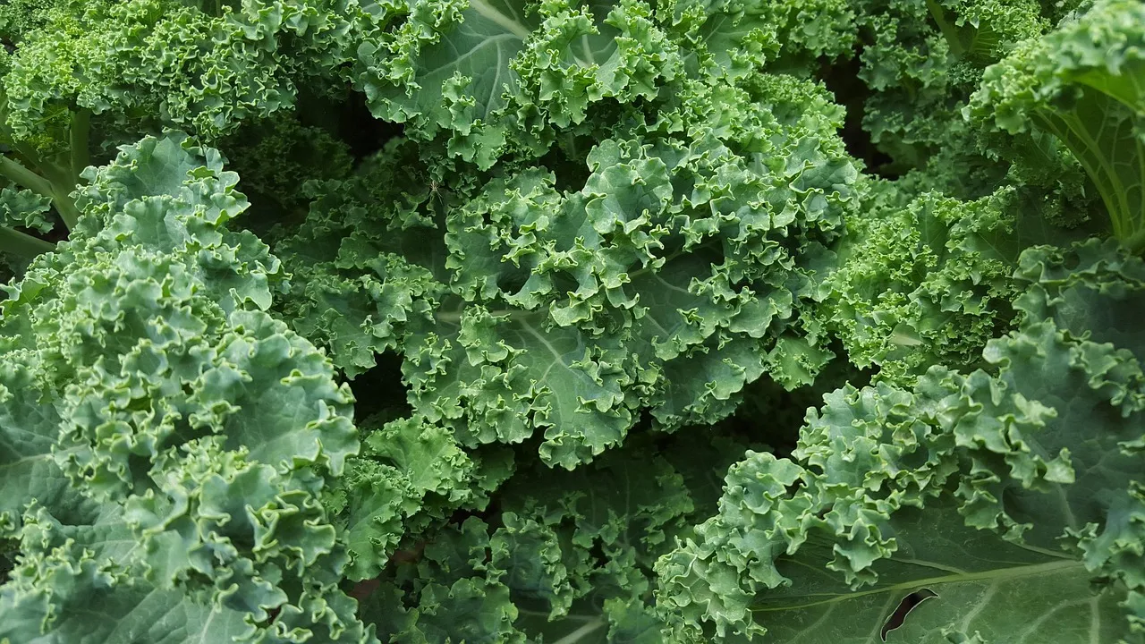 Raw and Roasted Kale Salad - Tastemaker Blog
