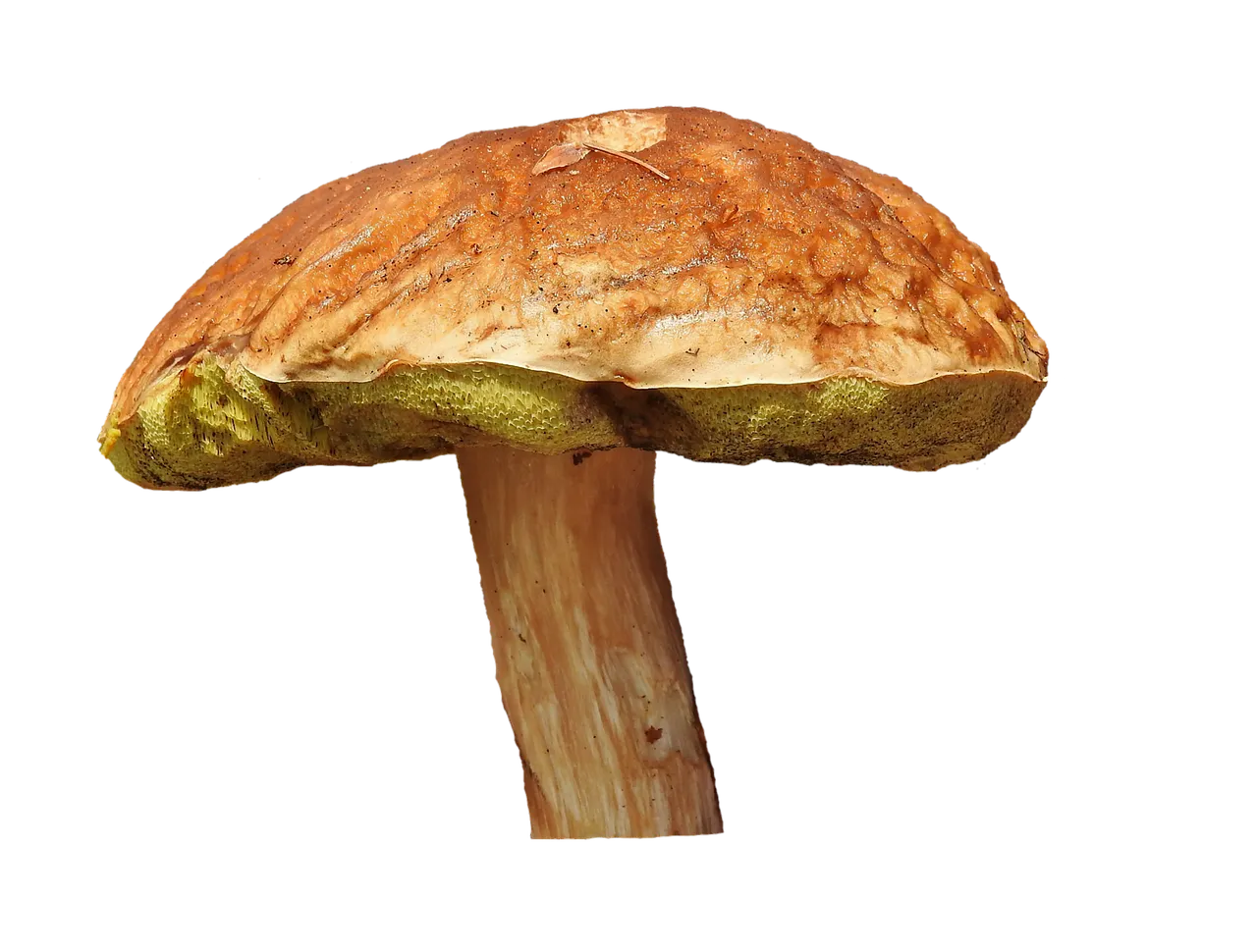 Maitake Mushroom Toast with Gremolata - Tastemaker Blog