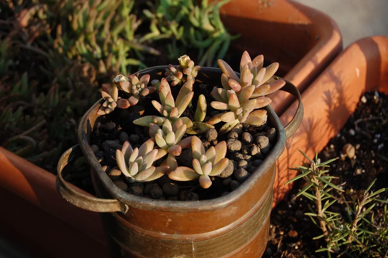 DIY Succulent Centerpiece - Tastemaker Blog