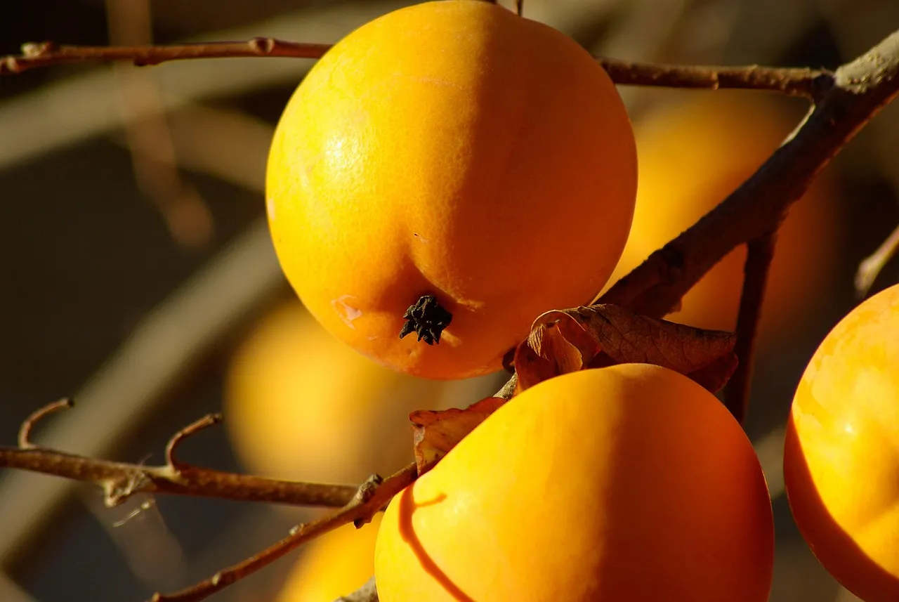 Persimmon Tart with Tender Cornmeal Crust - Tastemaker Blog