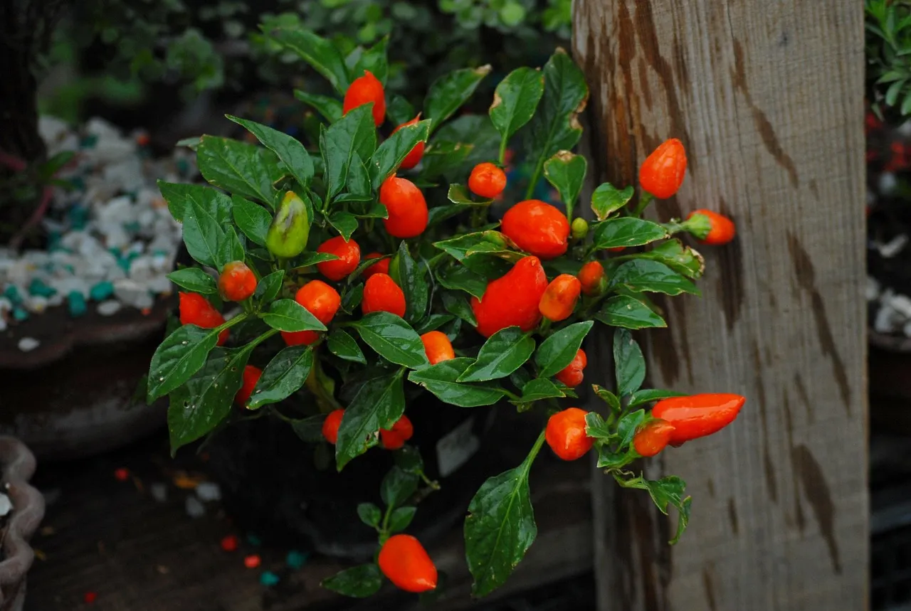 Drunken Chili - Tastemaker Blog