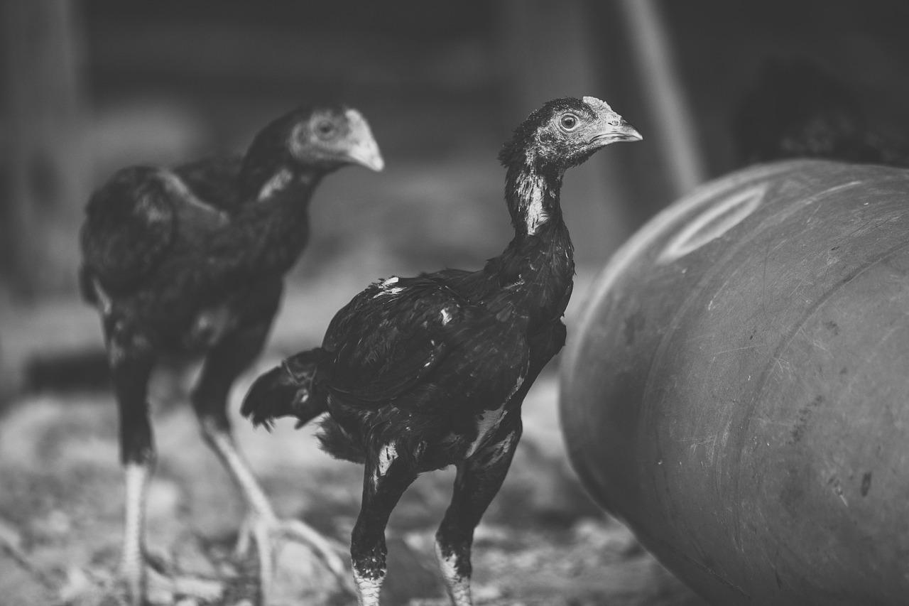 Coq Au Vin Blanc - Tastemaker Blog